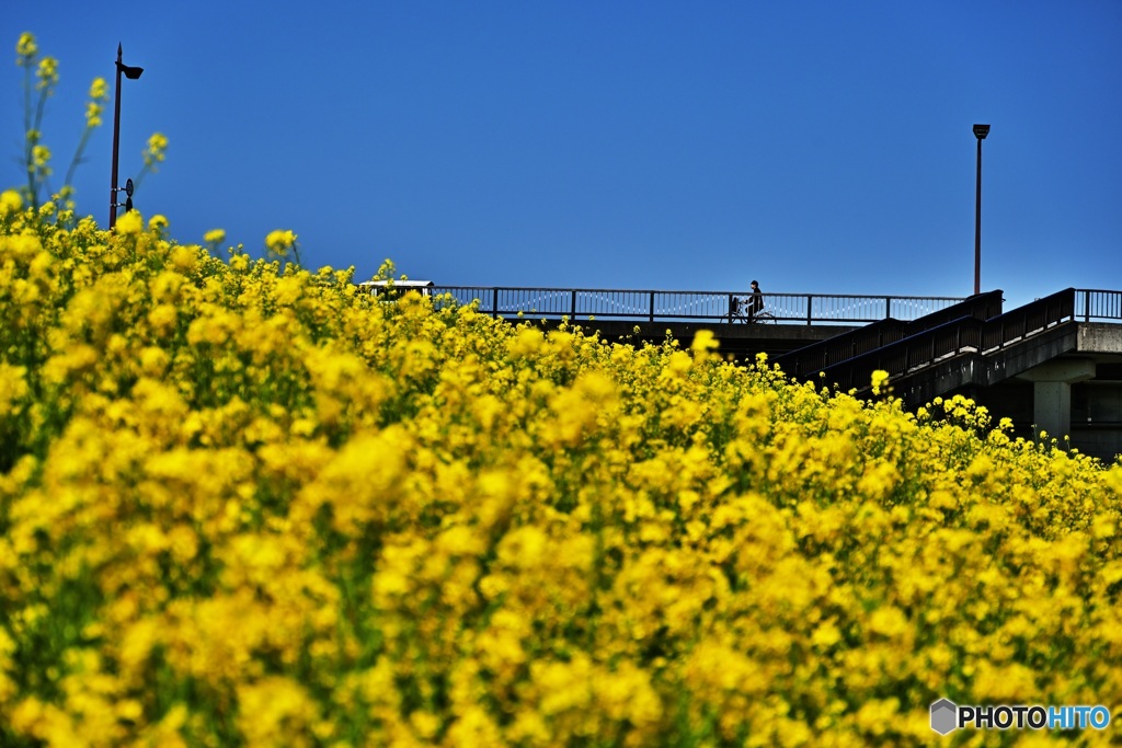 菜の花と自転車