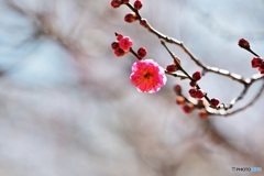 紅梅