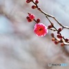 紅梅