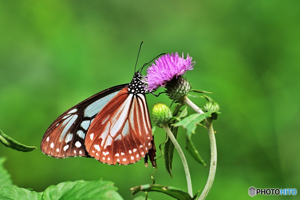 アザミにアサギマダラ