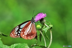 アザミにアサギマダラ