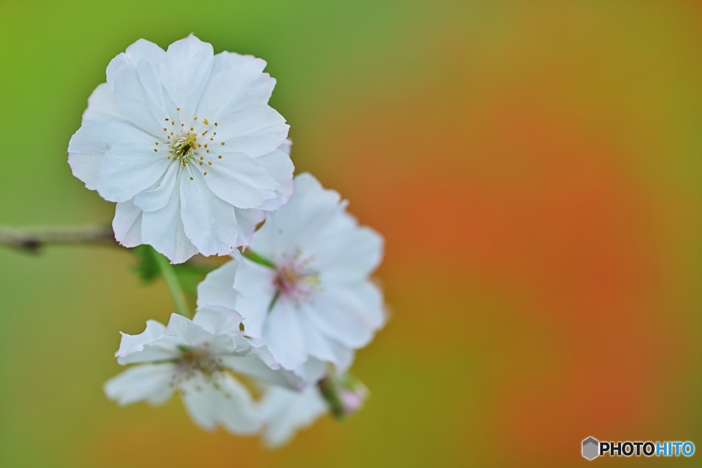 十月桜咲く