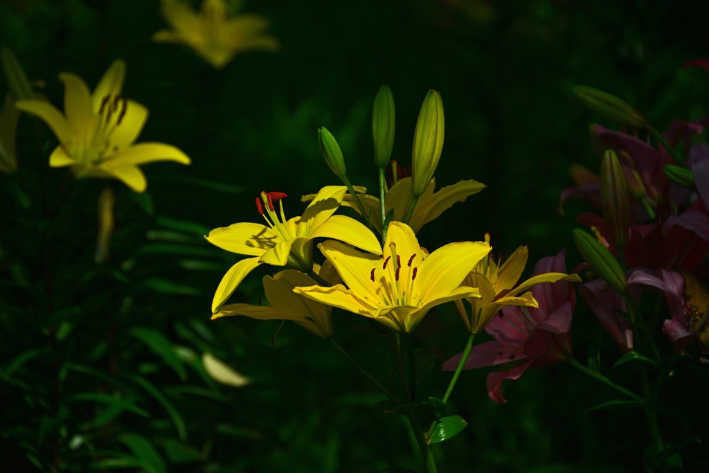 光射す花