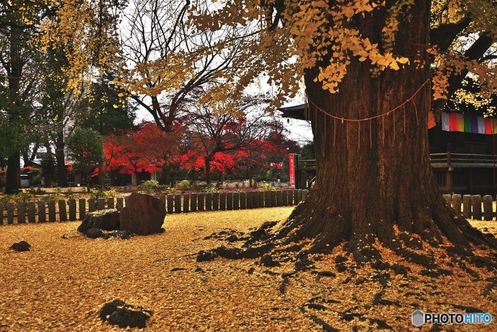 大銀杏