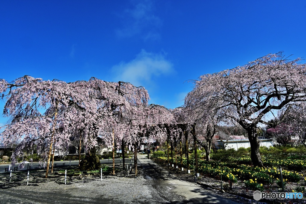 長福寺の枝垂れ桜