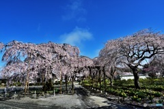 長福寺の枝垂れ桜