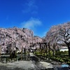 長福寺の枝垂れ桜