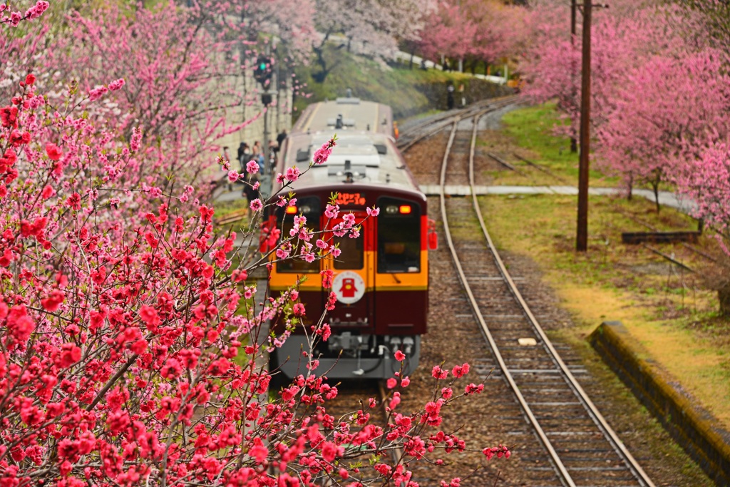 桃花トロッコ列車わっしー号