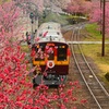 桃花トロッコ列車わっしー号