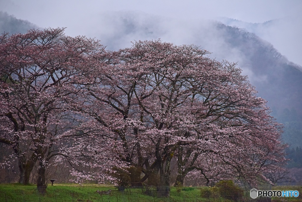 桜雨