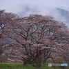 桜雨