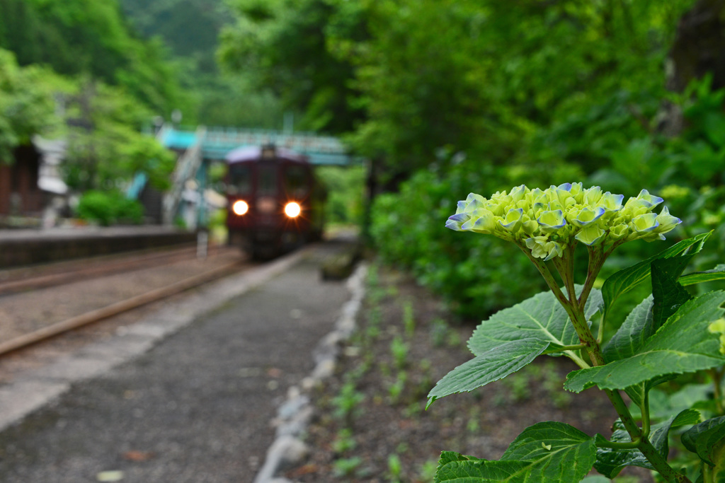 紫陽花と列車