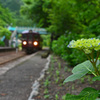 紫陽花と列車