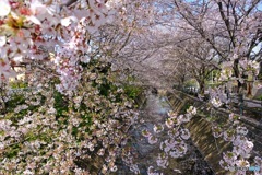 桜川