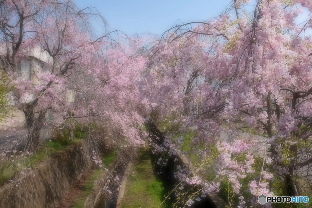 枝垂れ桜の散歩道