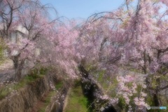 枝垂れ桜の散歩道