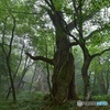 小雨煙る原生林