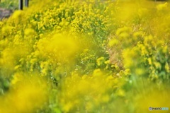 菜の花