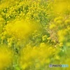 菜の花