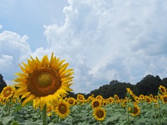 今日も元気で