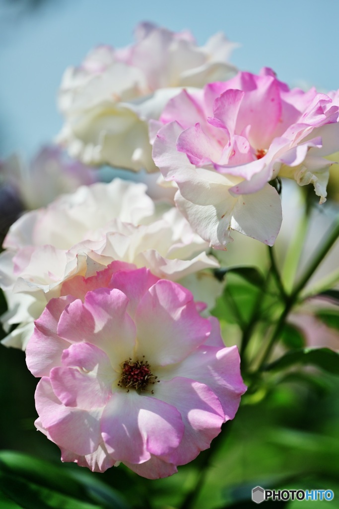 薔薇の花