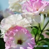 薔薇の花