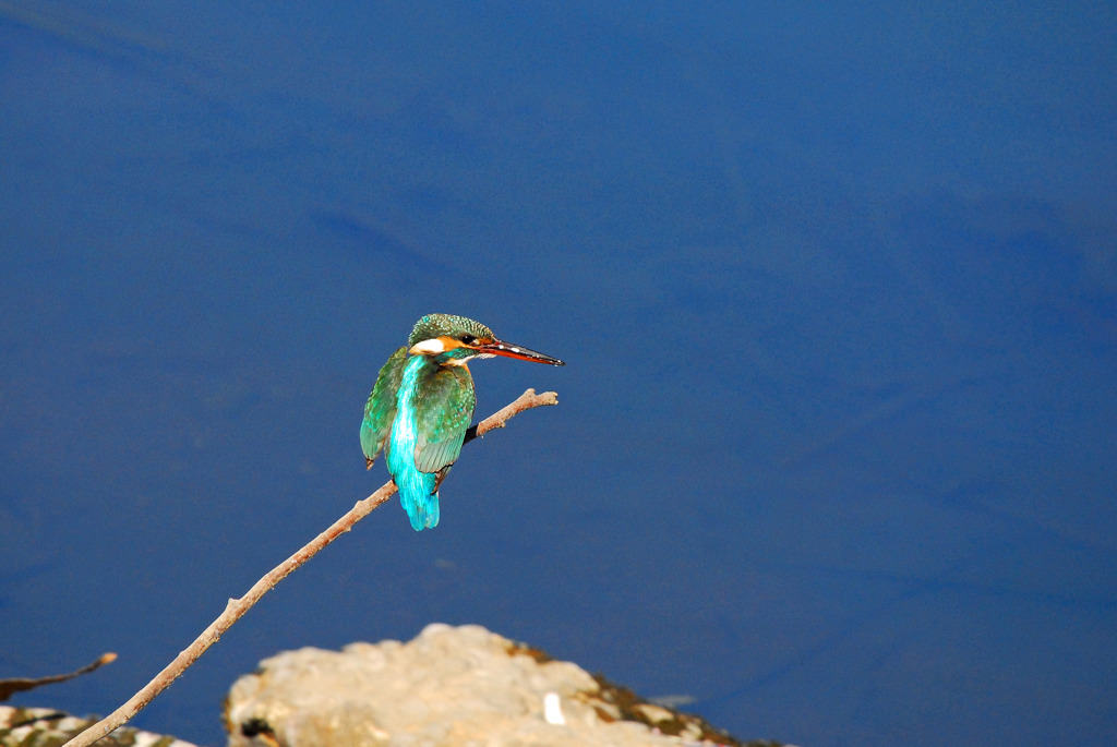カワセミ