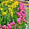 チューリップ