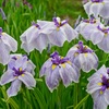 花菖蒲