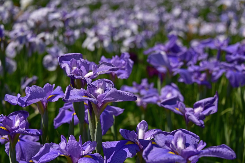 花菖蒲