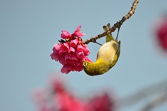 寒緋桜とメジロ