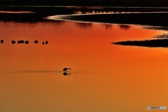 沼の夕景