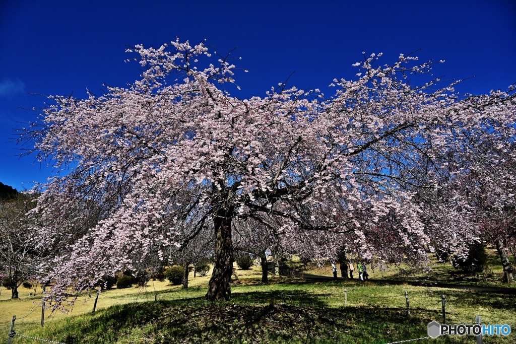 つがの里の枝垂れ桜