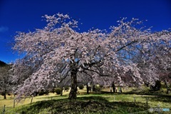 つがの里の枝垂れ桜