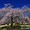 つがの里の枝垂れ桜