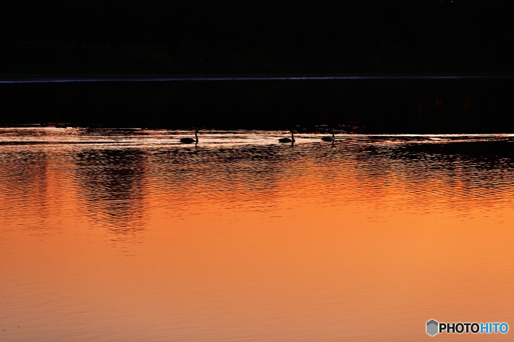 夕景に浮かぶ白鳥