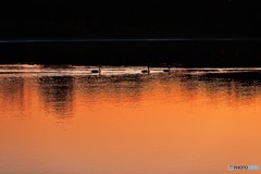 夕景に浮かぶ白鳥