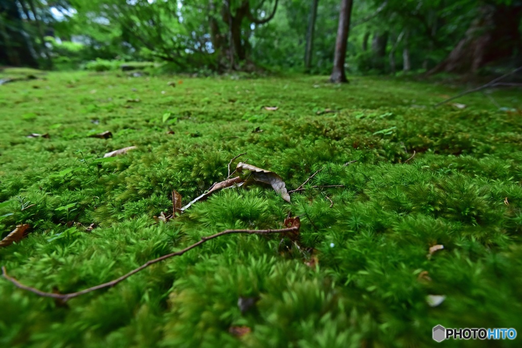 苔むす