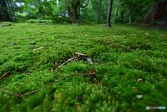 苔むす