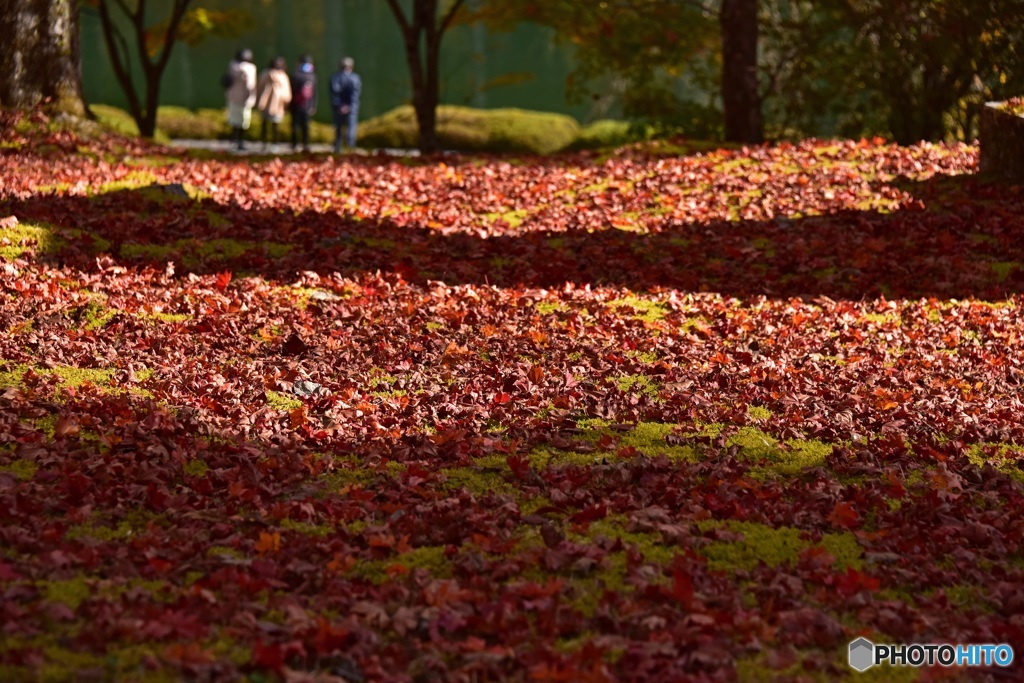 紅い落ち葉