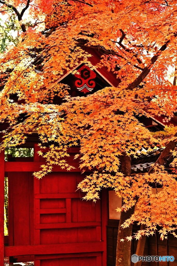 長林寺の紅葉3