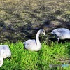 オオハクチョウの幼鳥　草を食む