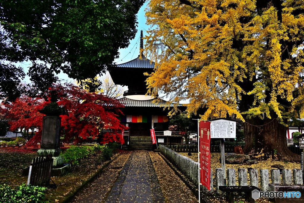 鑁阿寺　紅葉の多宝塔1