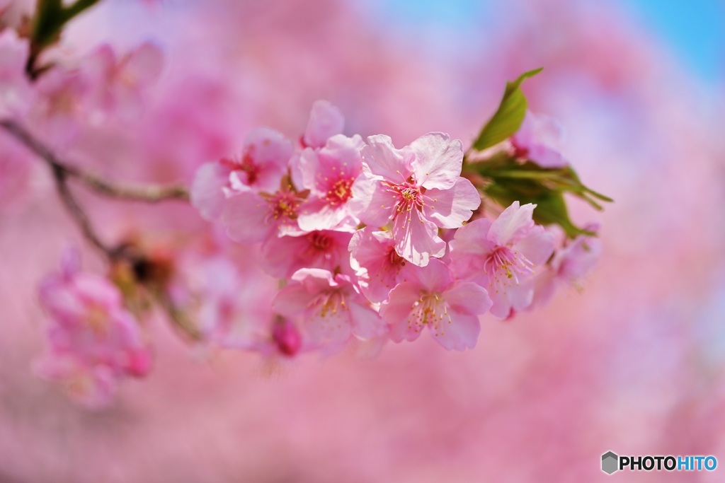 河津桜