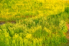 菜の花