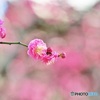 紅梅