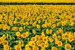 ひまわりひまわり