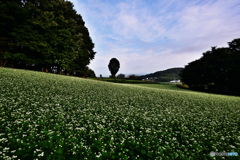 蕎麦畑