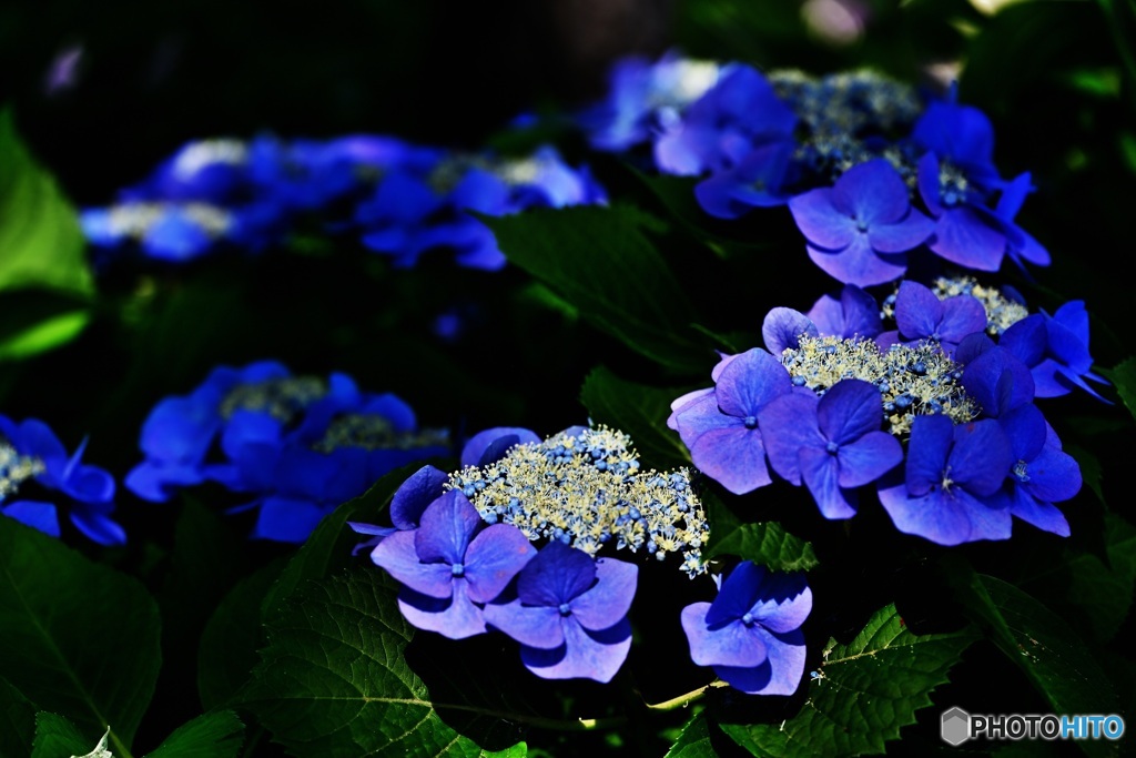 紫陽花2