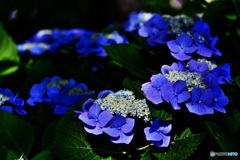 紫陽花2